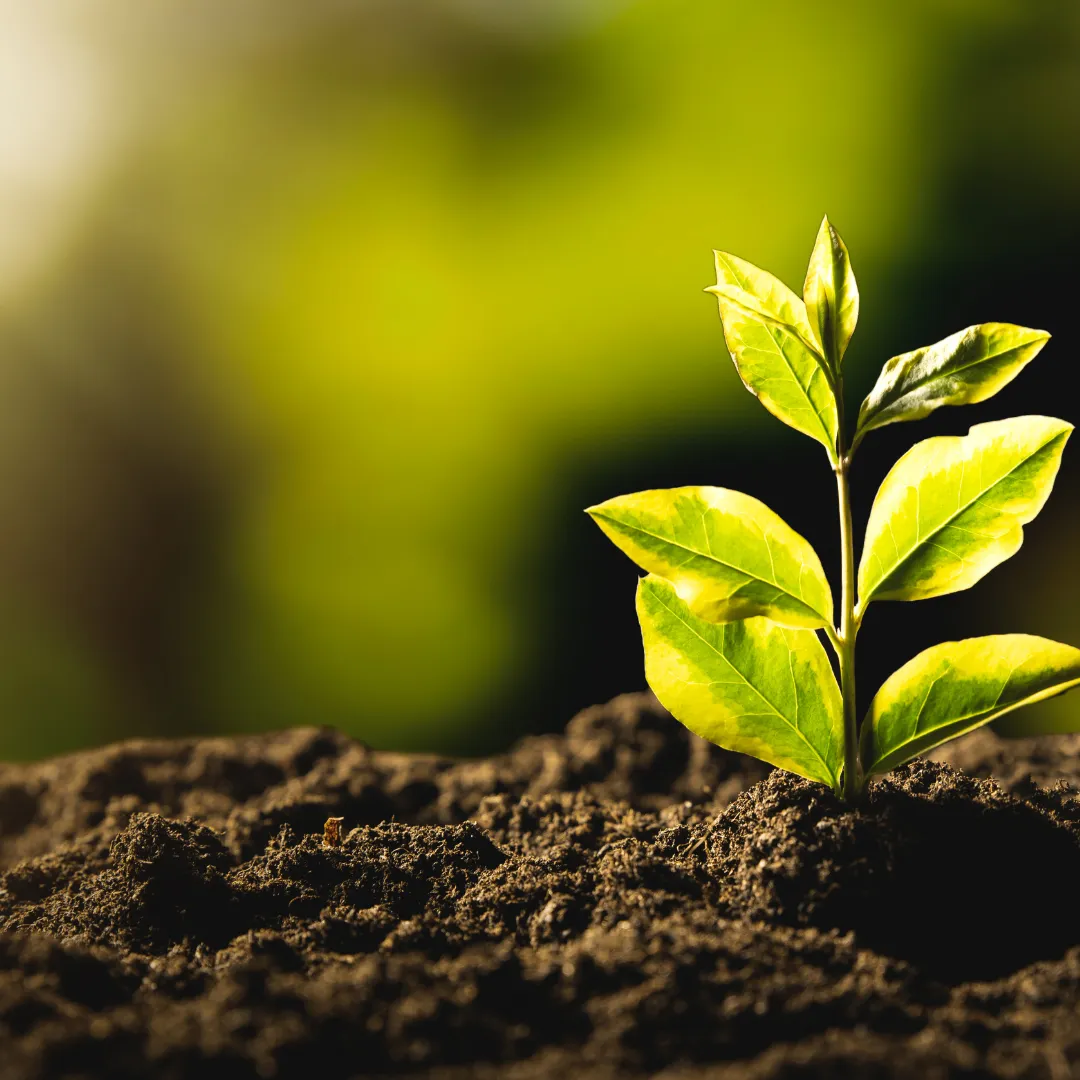 Sustainability in Zimbabwe